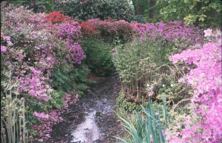 Isobella Plantations 3b.jpg